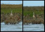 (32) curlew montage.jpg    (1000x720)    269 KB                              click to see enlarged picture